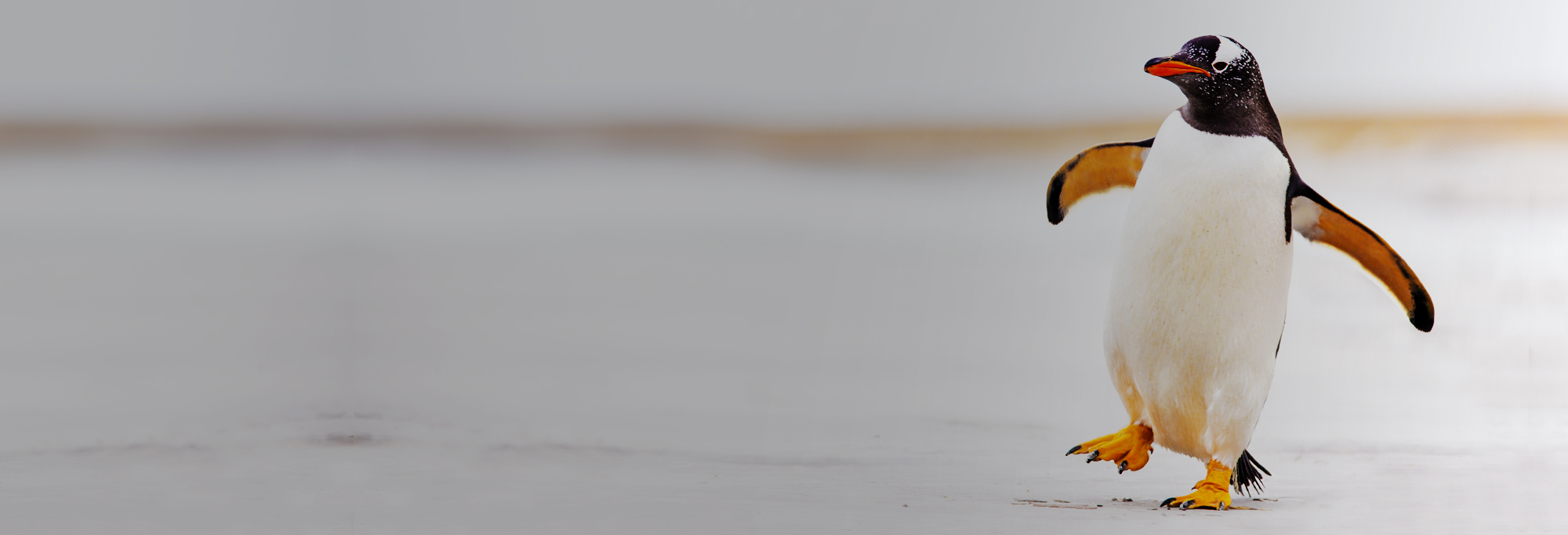 Invest Trends Mudanças Climáticas